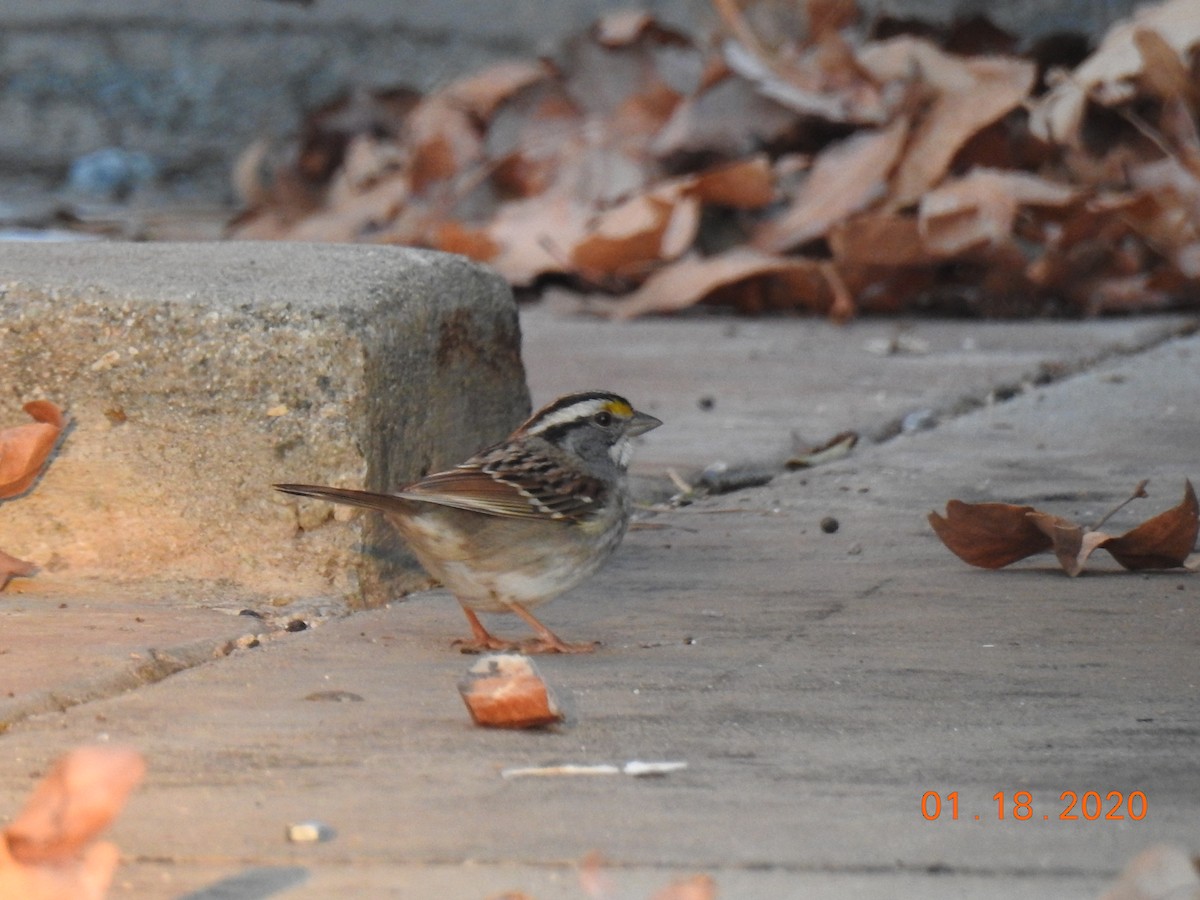 White-throated Sparrow - ML208309641
