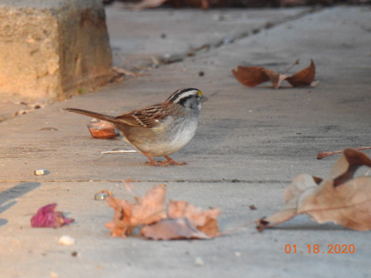 White-throated Sparrow - ML208309661