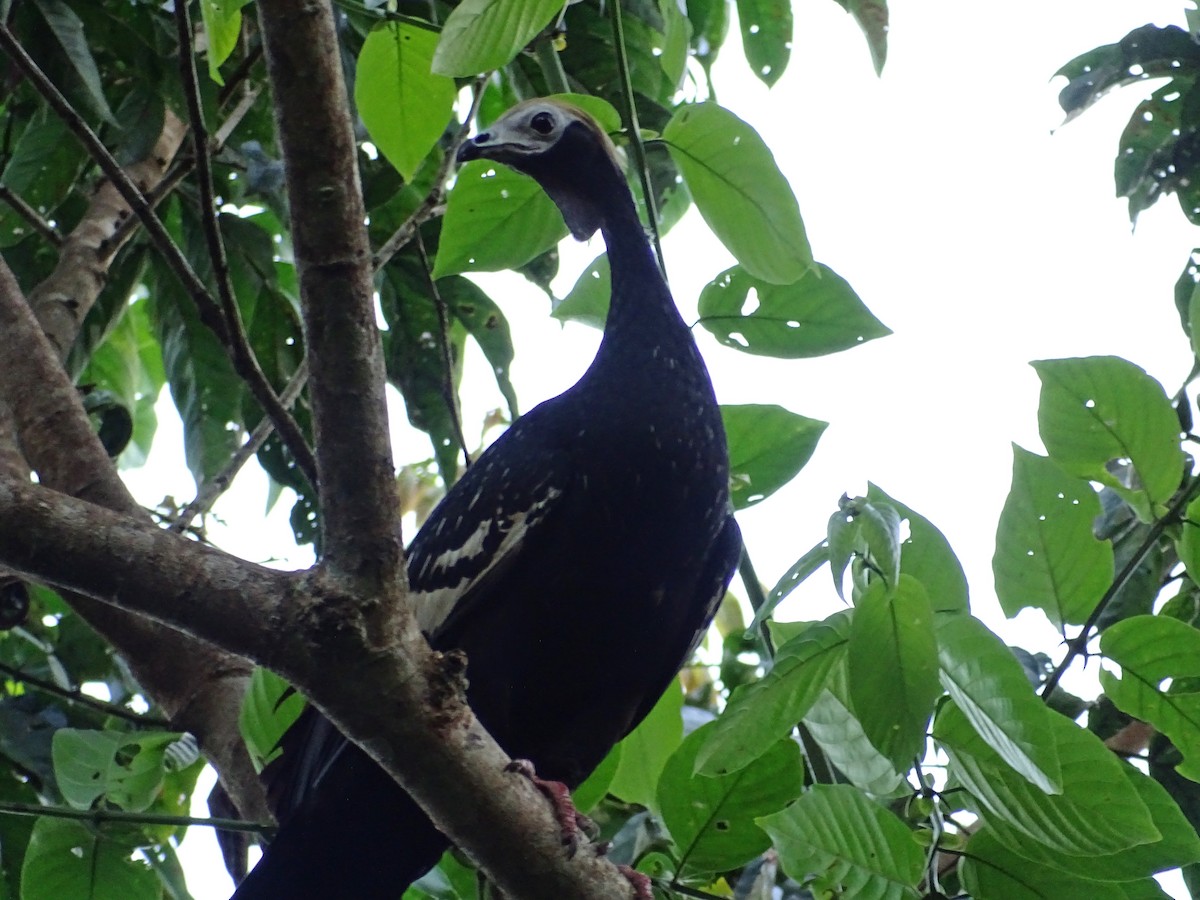 Blue-throated Piping-Guan - Tomaz Melo