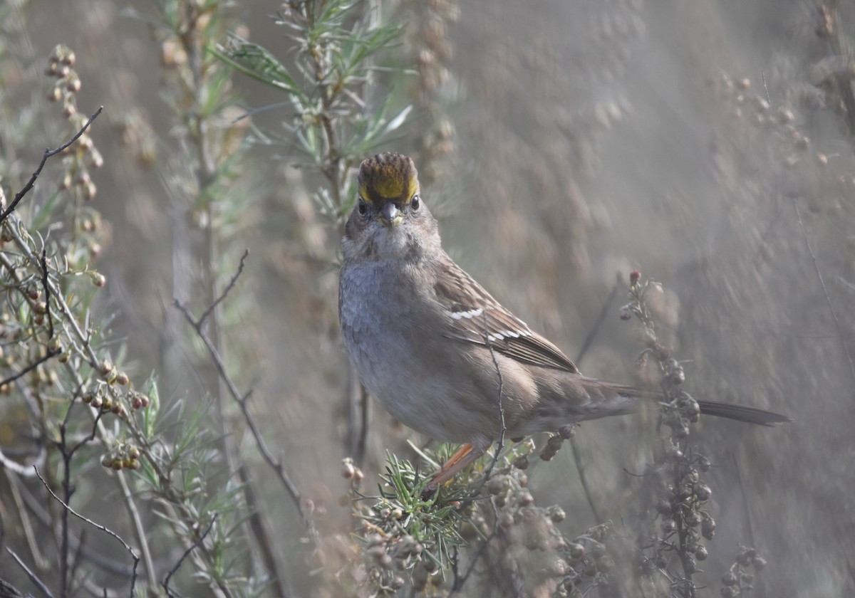 Golden-crowned Sparrow - Christopher Lindsey