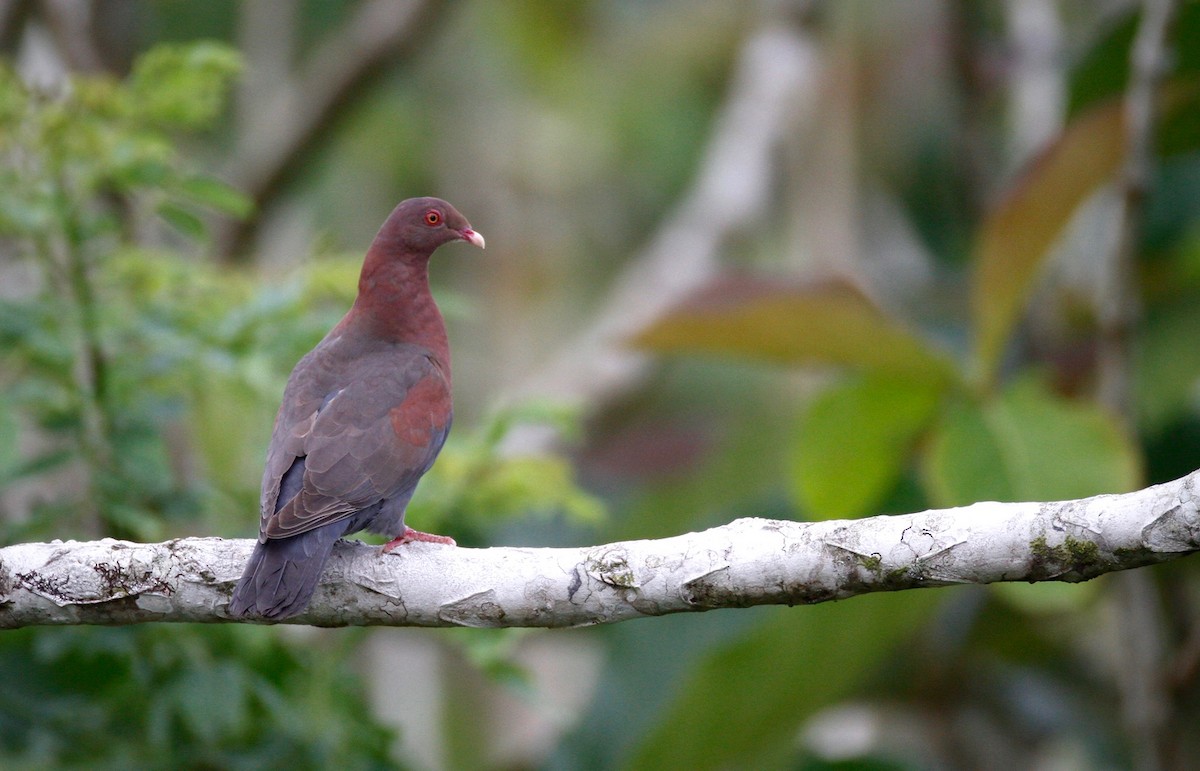 Red-billed Pigeon - Matt Bango