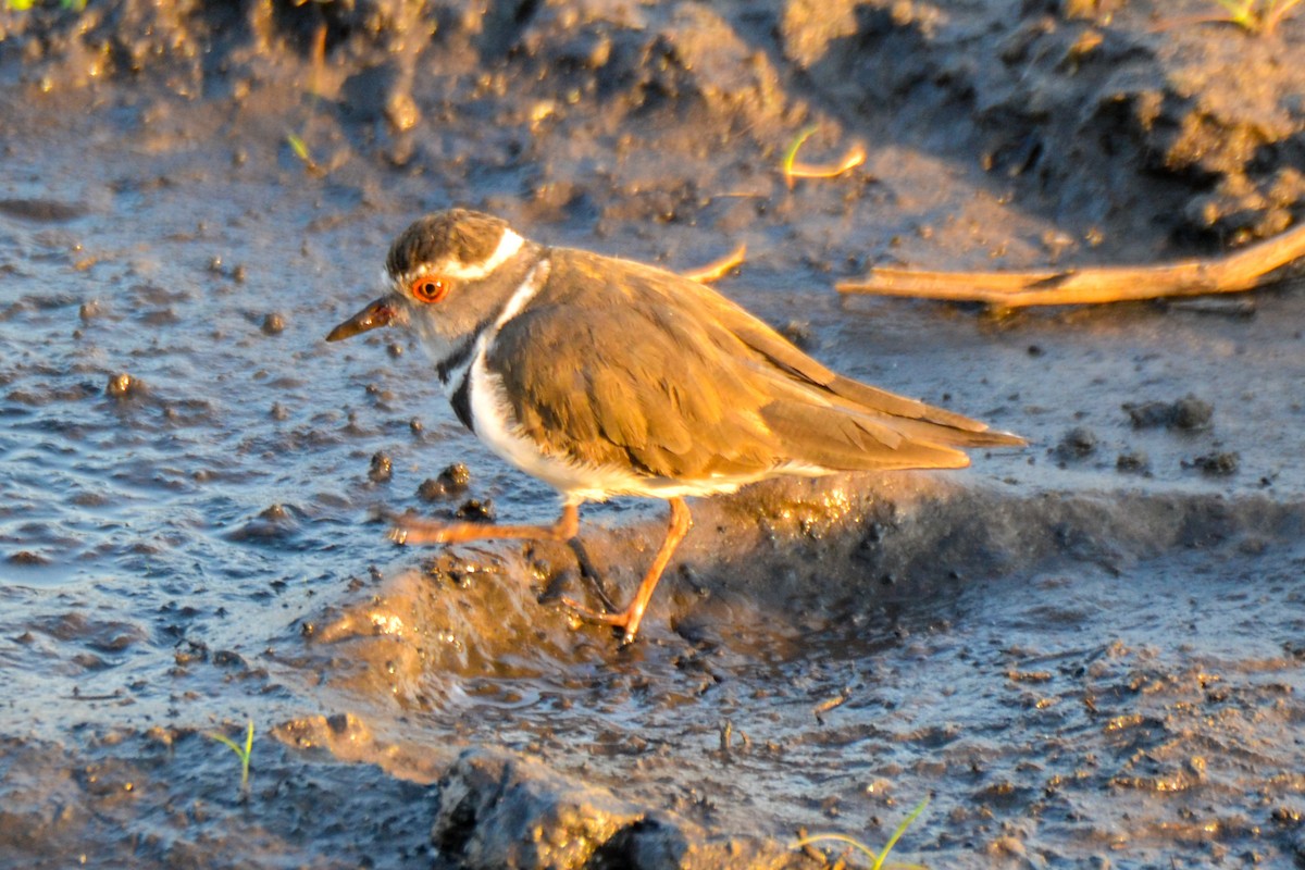 Three-banded Plover - ML208313241