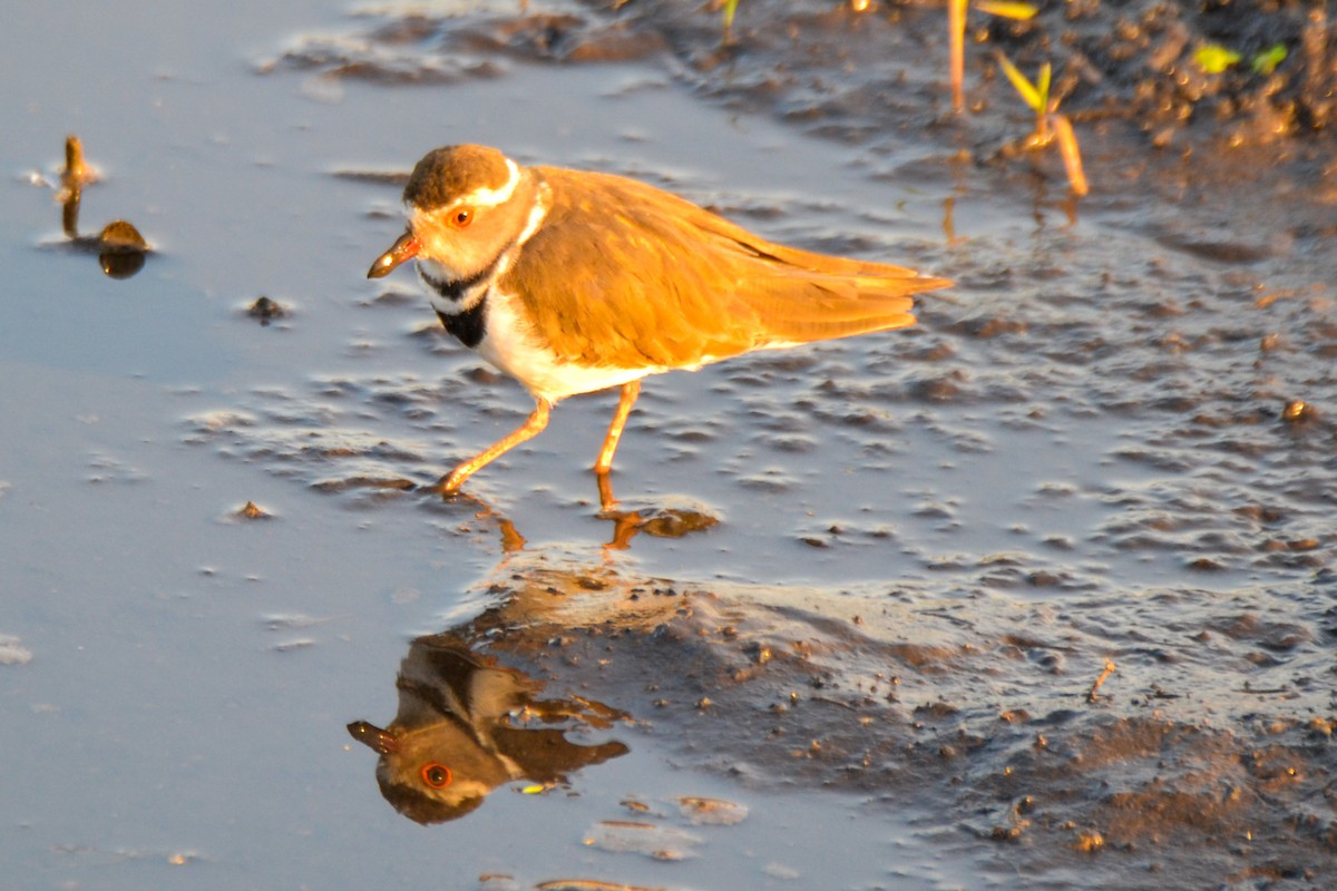 Three-banded Plover - ML208313301