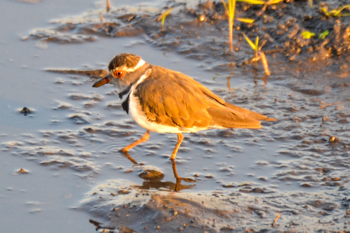 Three-banded Plover - ML208313421