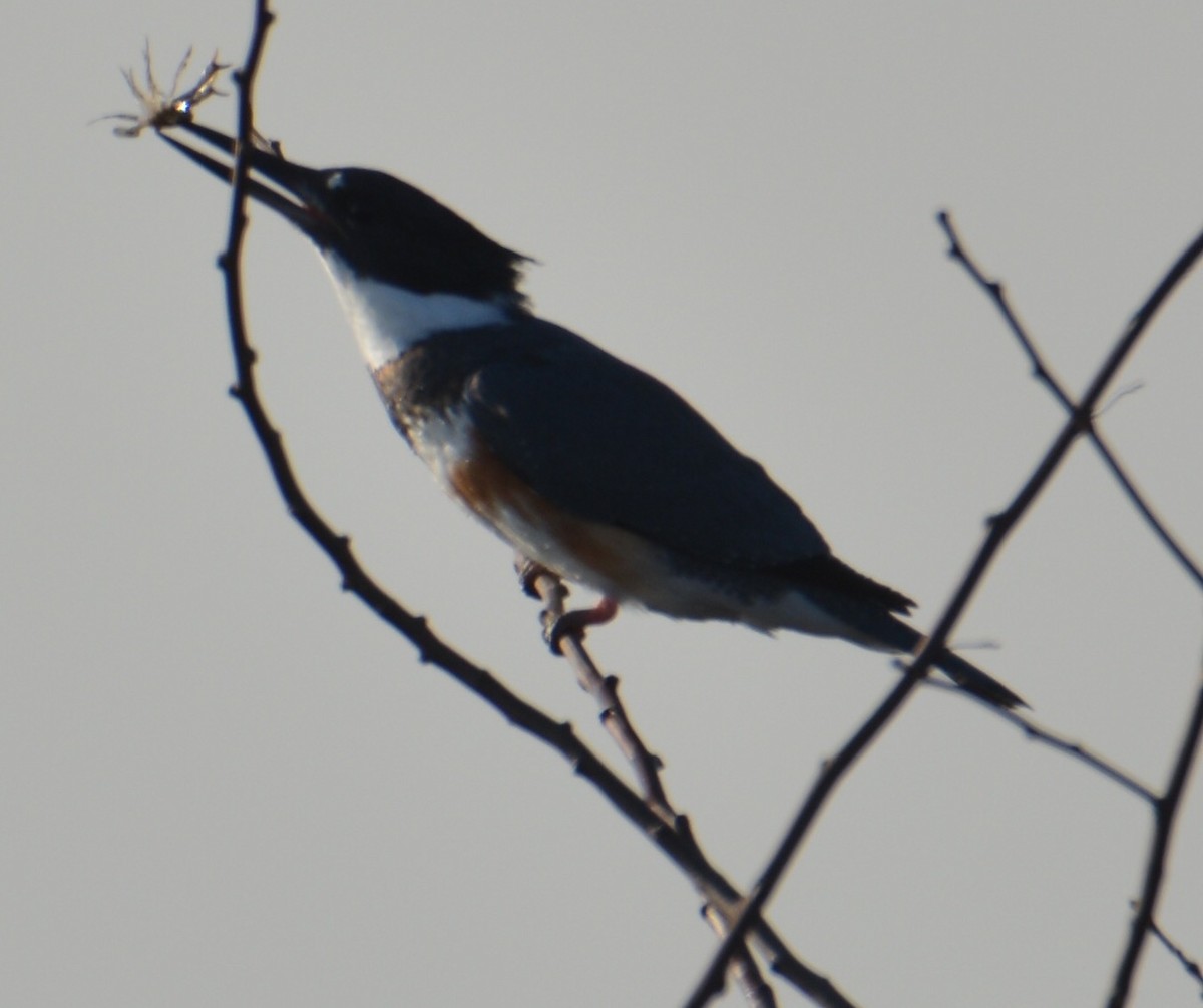 Belted Kingfisher - ML208313541