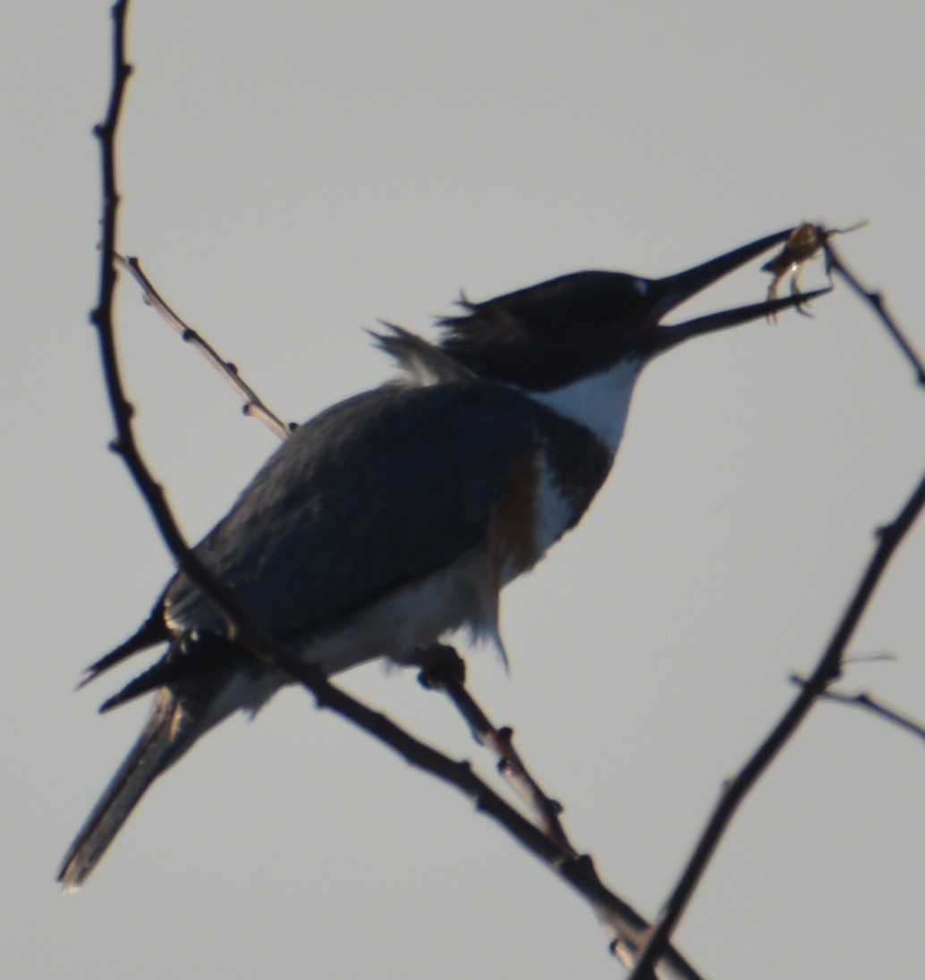 Belted Kingfisher - ML208313551