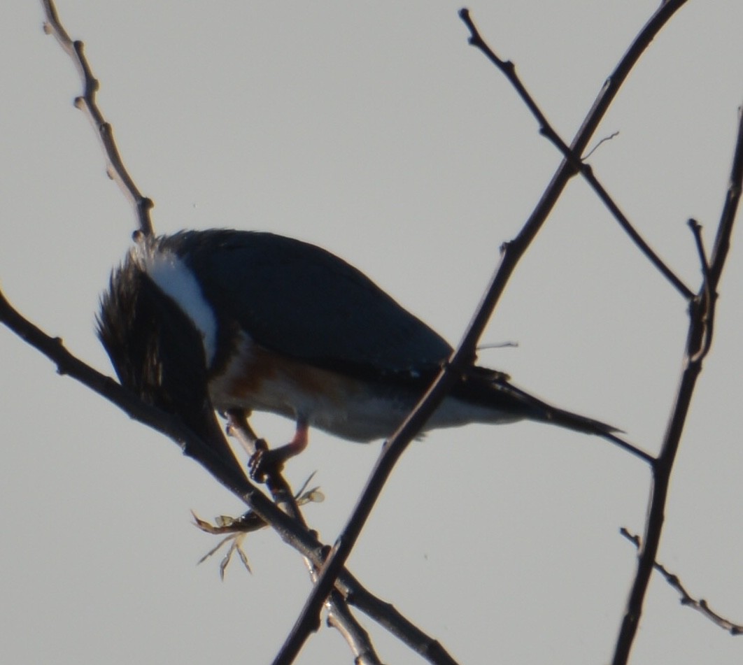 Belted Kingfisher - ML208313561