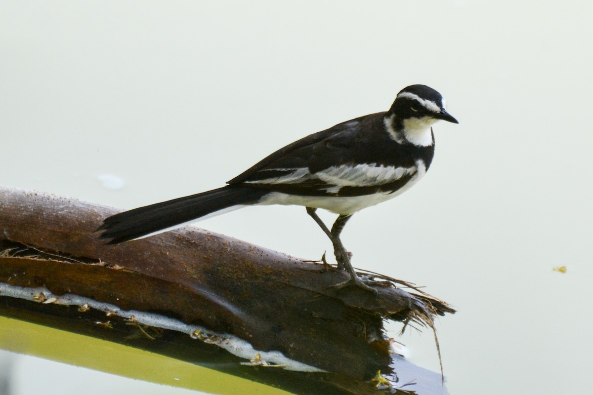 African Pied Wagtail - ML208315271