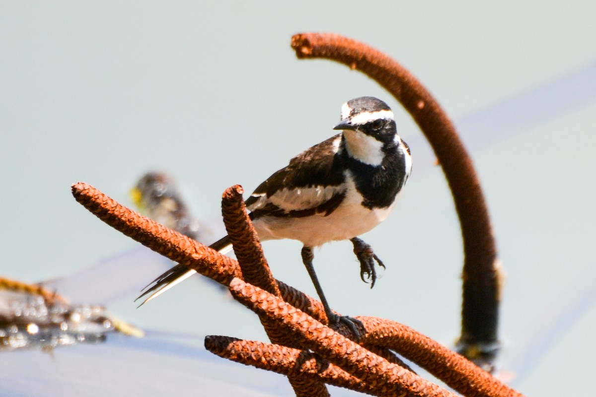 African Pied Wagtail - ML208315341