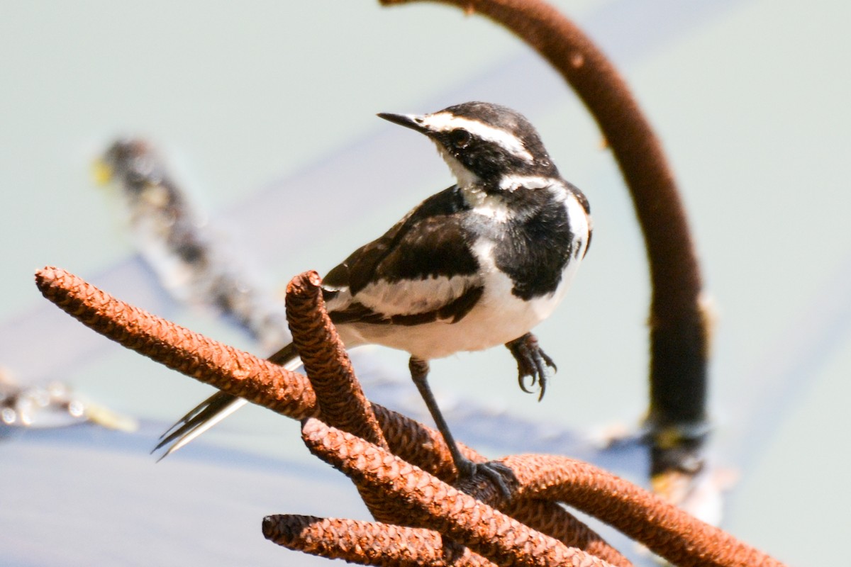 African Pied Wagtail - Alison Bentley