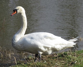 Mute Swan, ML208316031