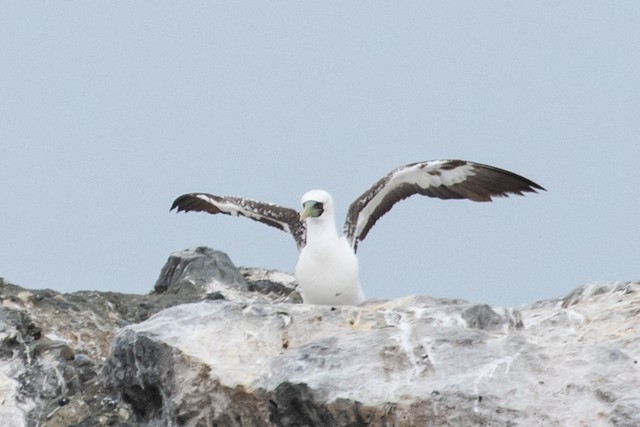 Masked Booby