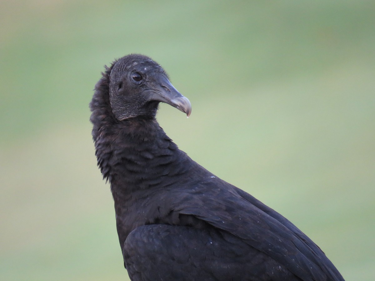 Black Vulture - David Scott