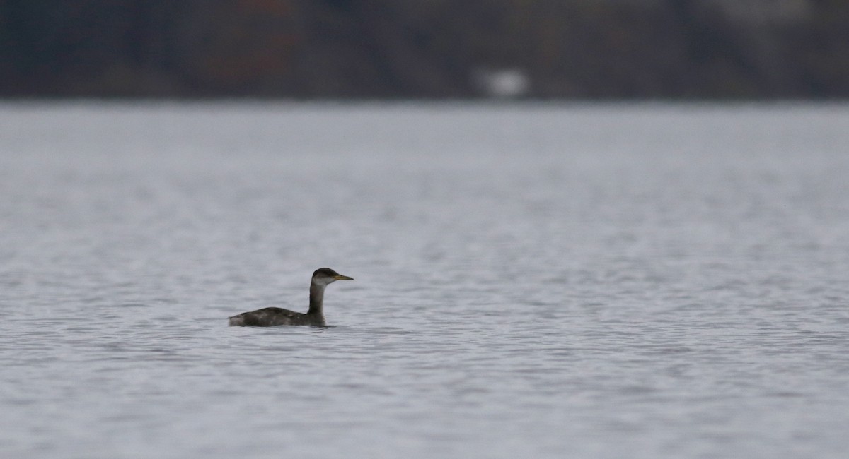 Red-necked Grebe - ML20832271
