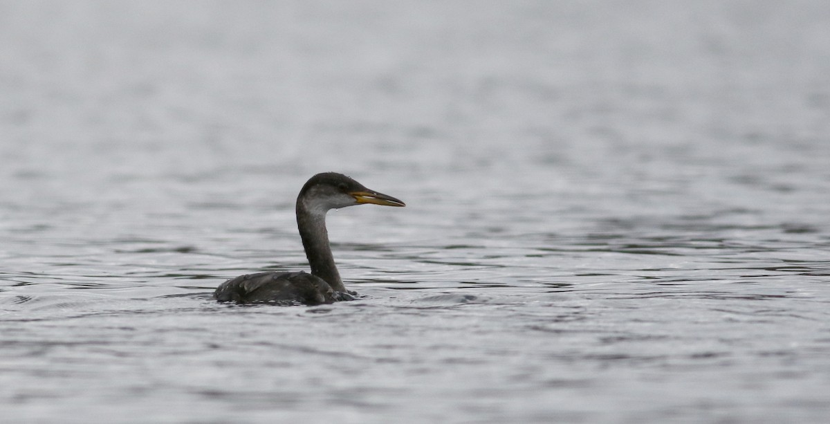 Red-necked Grebe - ML20832291