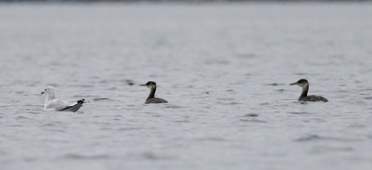 Red-necked Grebe - ML20832301