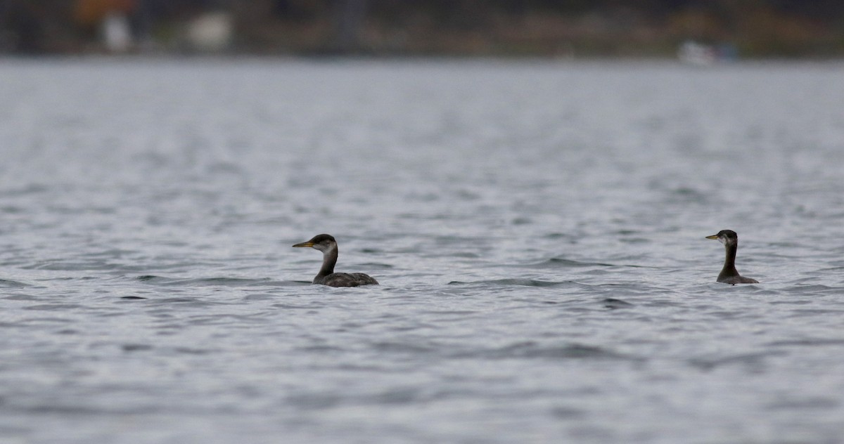 Red-necked Grebe - ML20832311