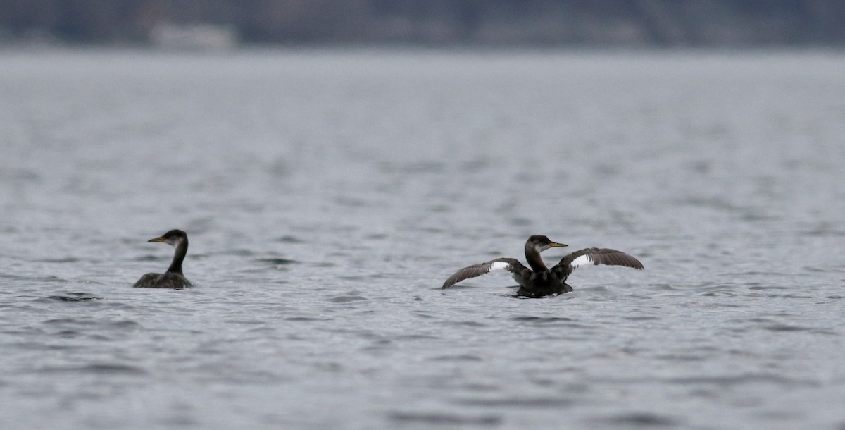 Red-necked Grebe - ML20832321