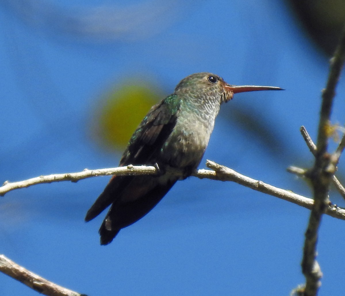 Rufous-tailed Hummingbird - Danilo Moreno