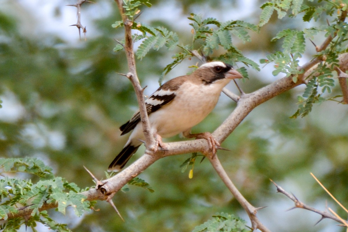 White-browed Sparrow-Weaver - Alison Bentley