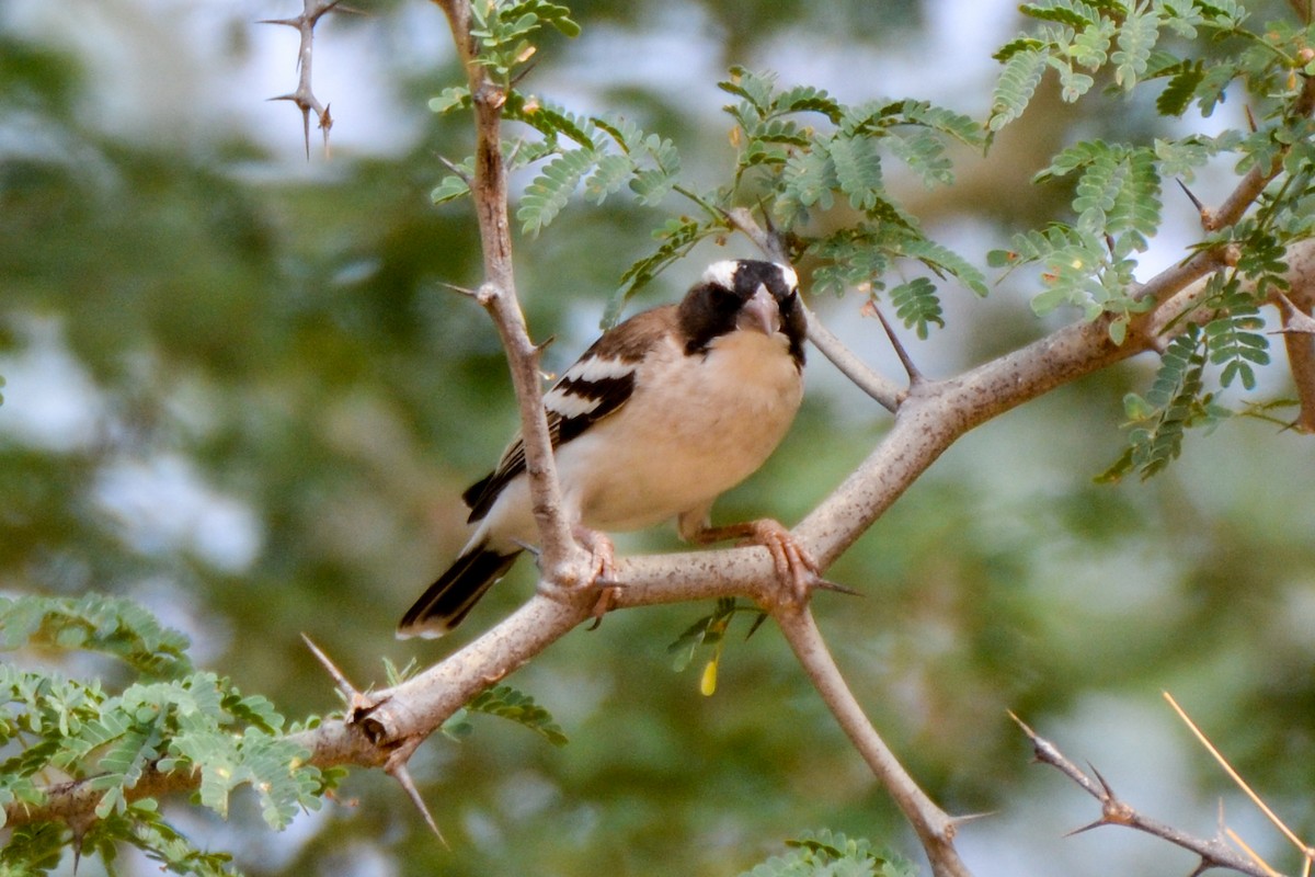 White-browed Sparrow-Weaver - ML208327551