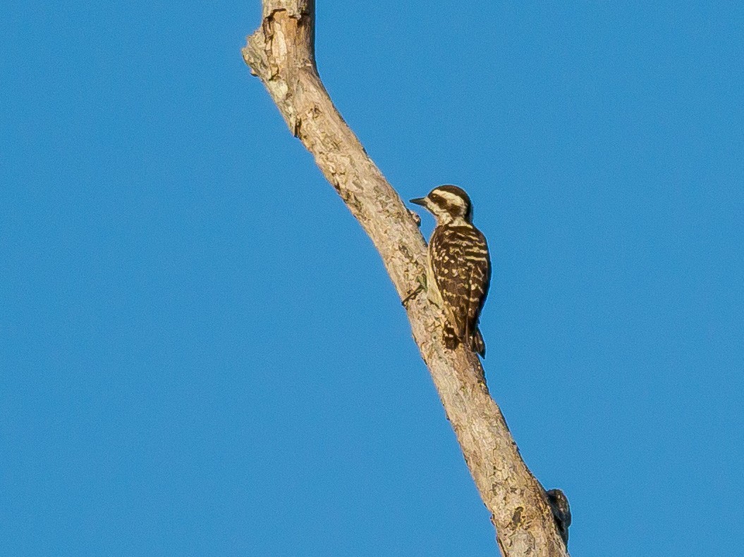 Sunda Pygmy Woodpecker - Karyne Wee