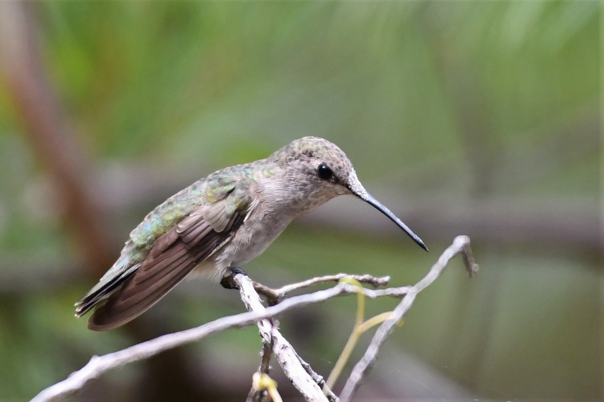 Black-chinned Hummingbird - Liz Harper