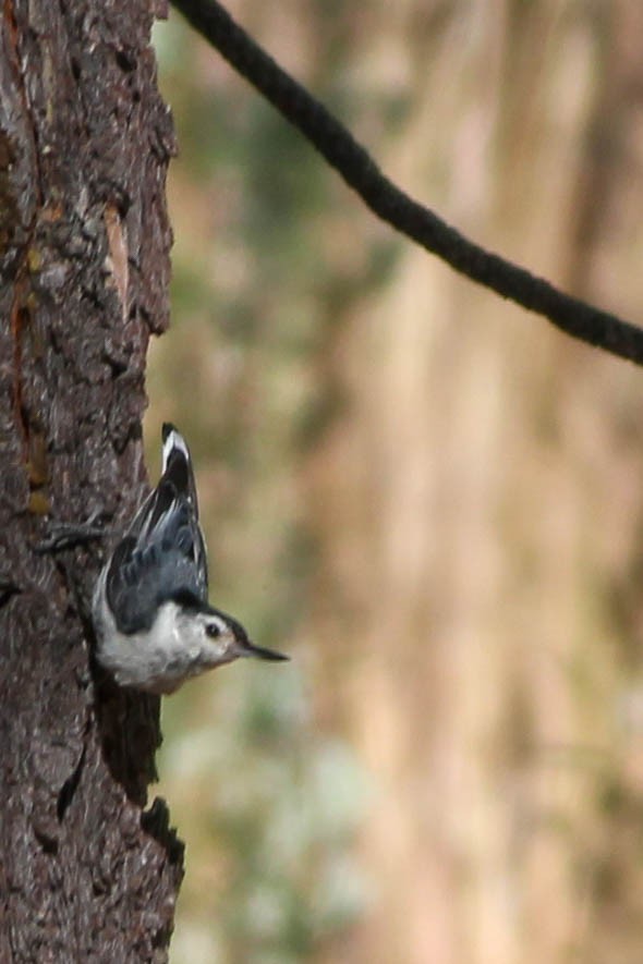 White-breasted Nuthatch - ML208331891