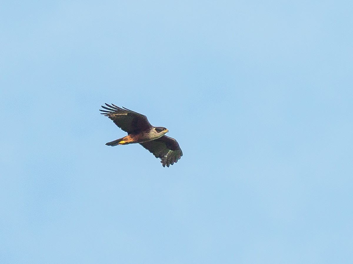 Rufous-bellied Eagle - Karyne Wee