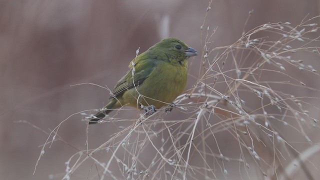 Painted Bunting - ML208338141