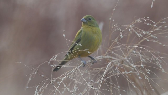 Painted Bunting - ML208338151