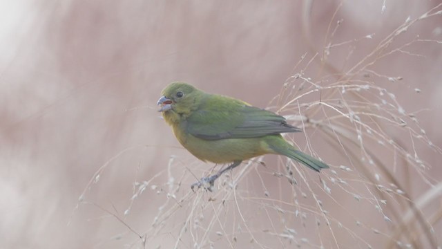 Painted Bunting - ML208338511