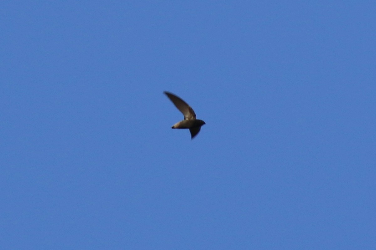 Short-tailed Swift - george parker