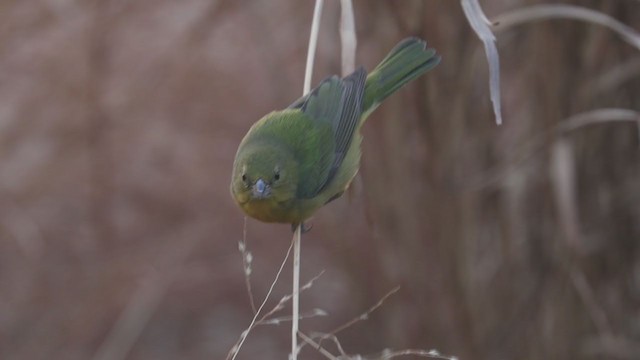 Painted Bunting - ML208338611