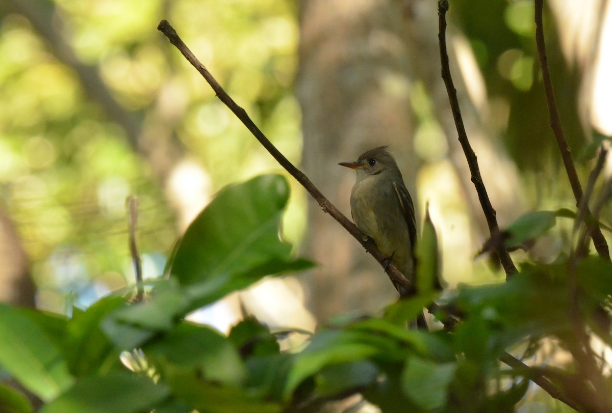Greater Pewee - ML208345411