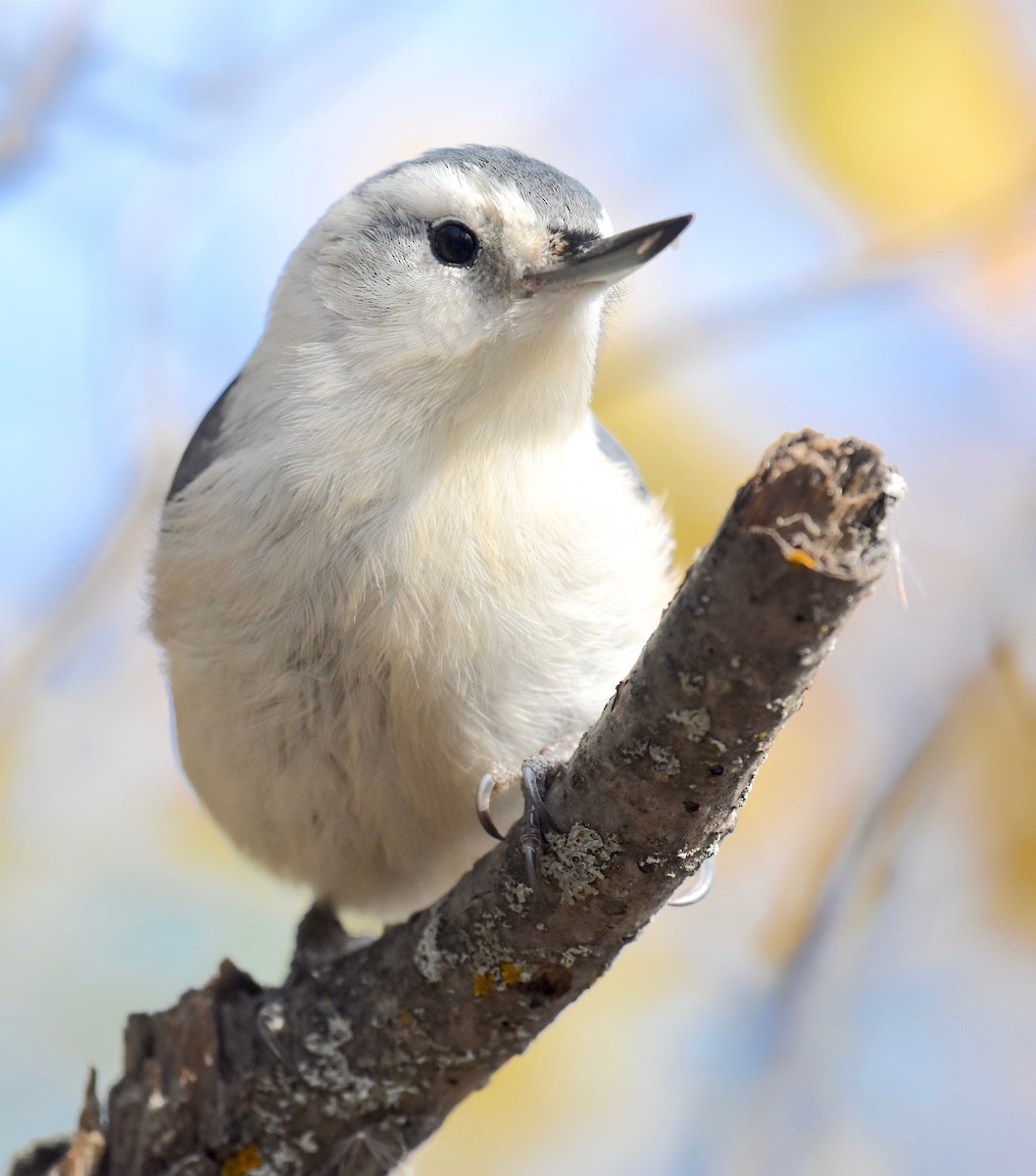 White-breasted Nuthatch - ML20834711