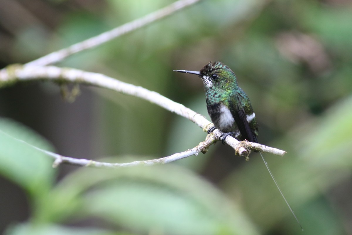 Black-bellied Thorntail - ML208348551