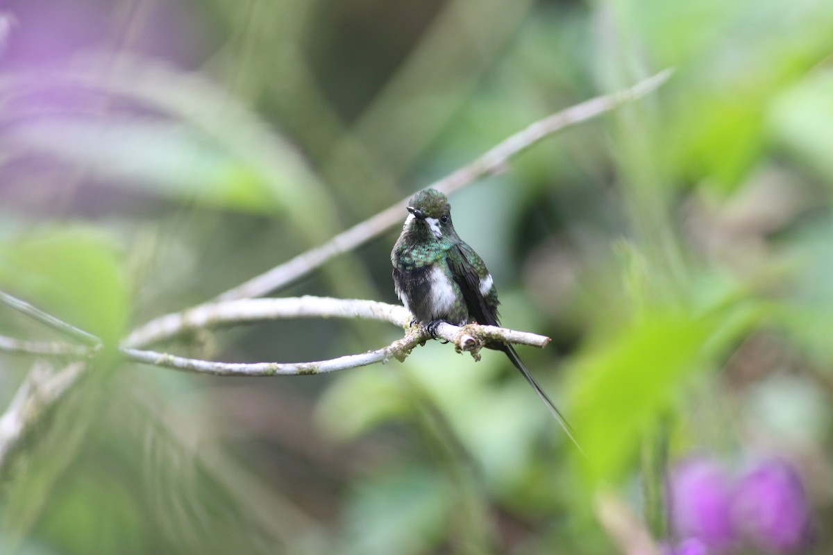 Black-bellied Thorntail - ML208348561