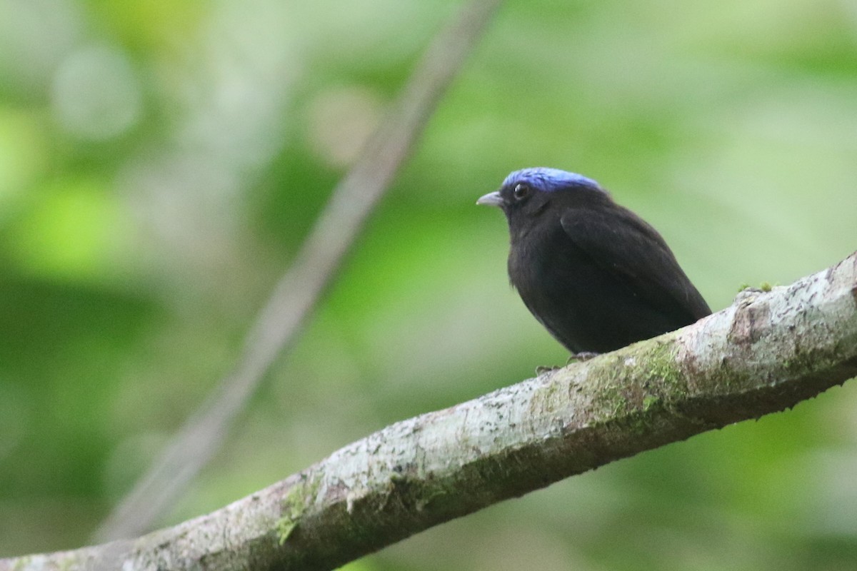 Blue-capped Manakin (Blue-capped) - ML208351551