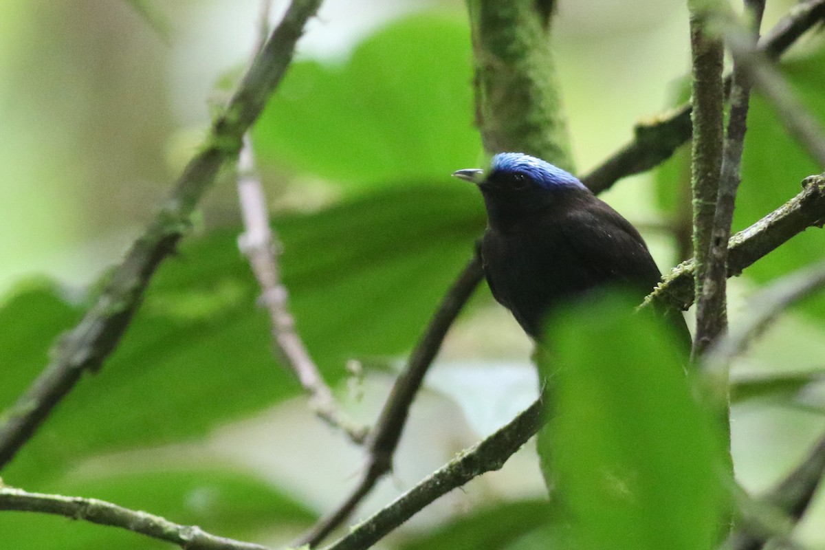 Blue-capped Manakin (Blue-capped) - ML208351571
