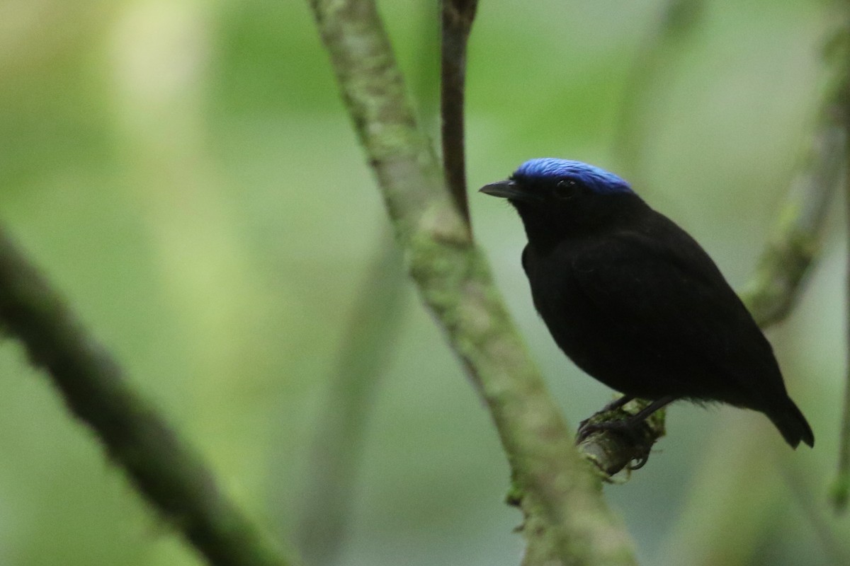 Blue-capped Manakin (Blue-capped) - ML208351581