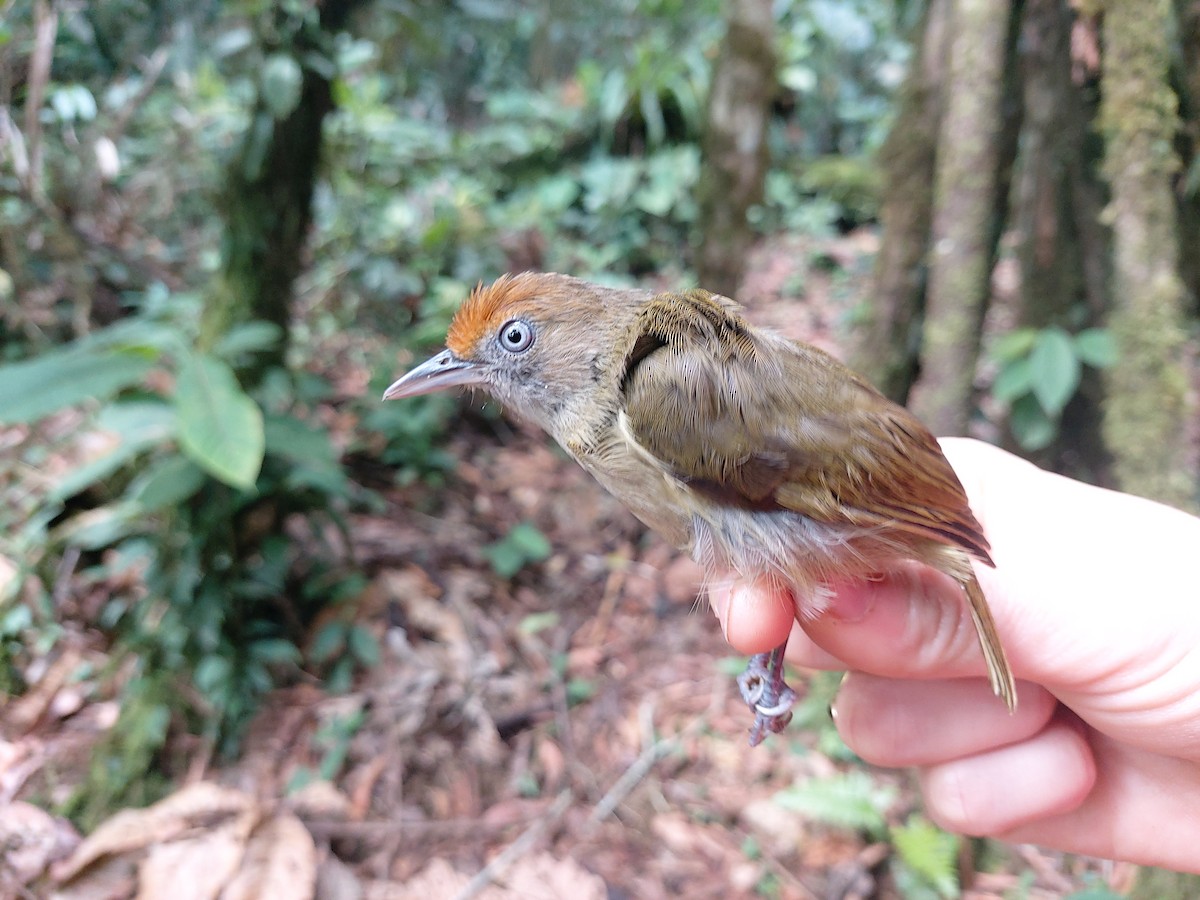 Tawny-crowned Greenlet (Rufous-fronted) - ML208352461