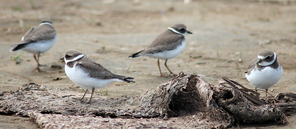 Semipalmated Plover - ML20835301