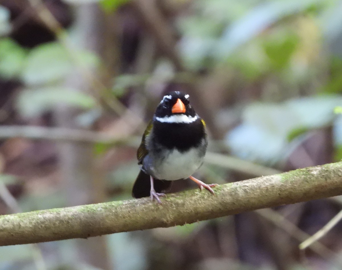 Orange-billed Sparrow - Von Welch