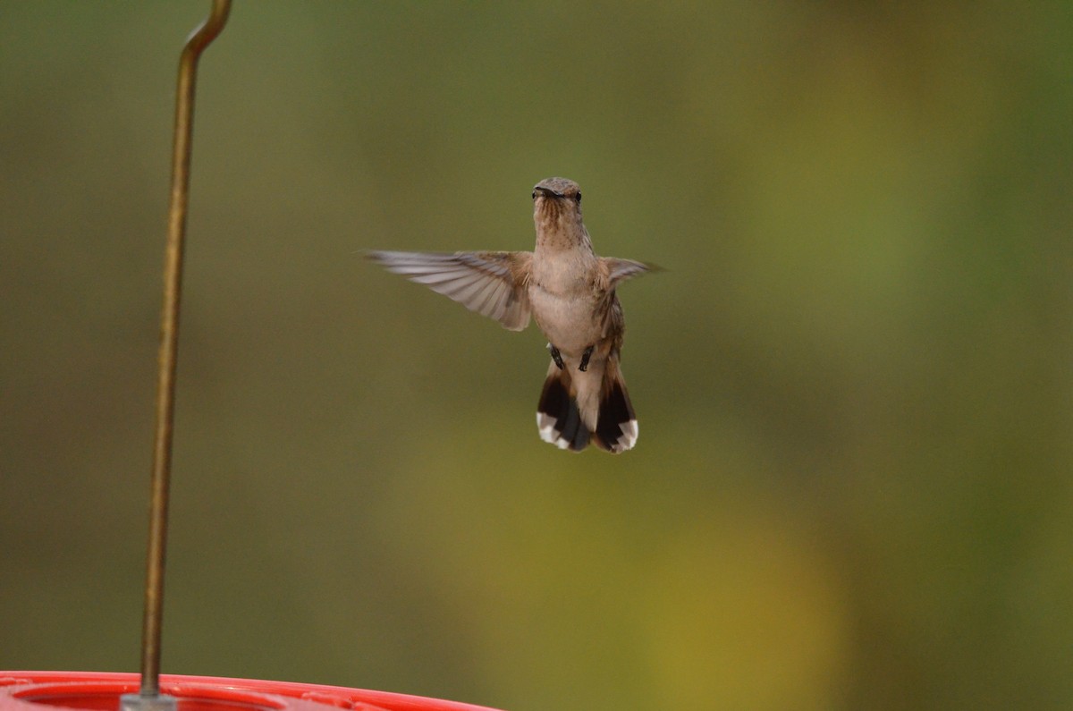 Black-chinned Hummingbird - ML208355011