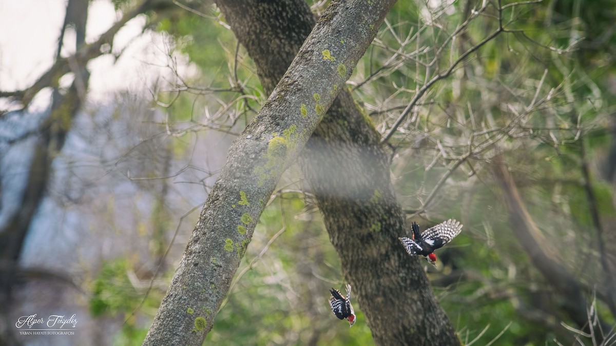 Middle Spotted Woodpecker - Alper Tüydeş