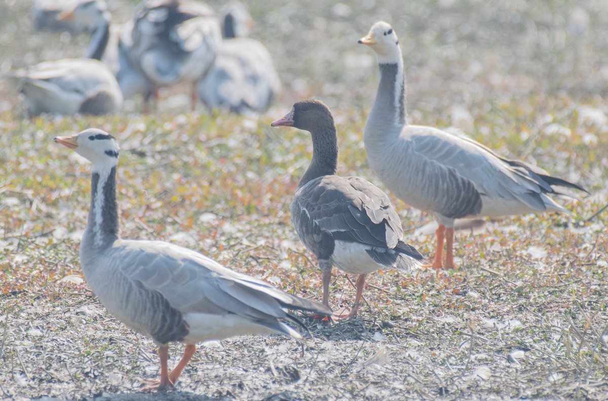 Greater White-fronted Goose - ML208372241