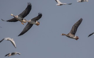 Greater White-fronted Goose, ML208372371
