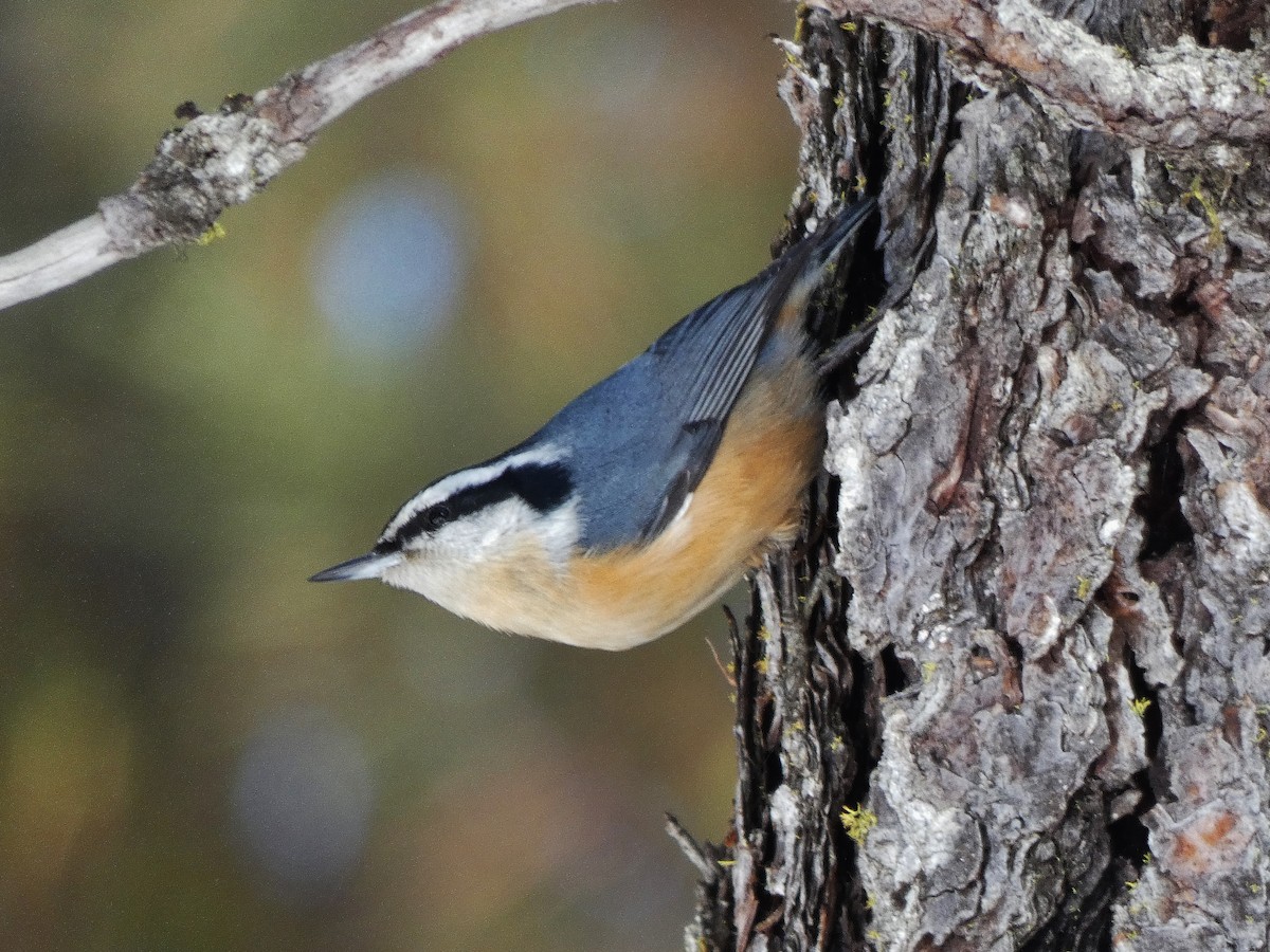 Red-breasted Nuthatch - Craig Johnson