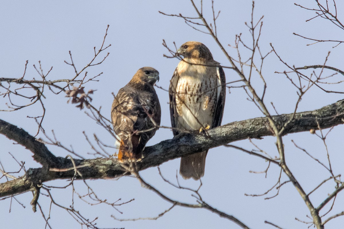 Red-tailed Hawk - ML208375081